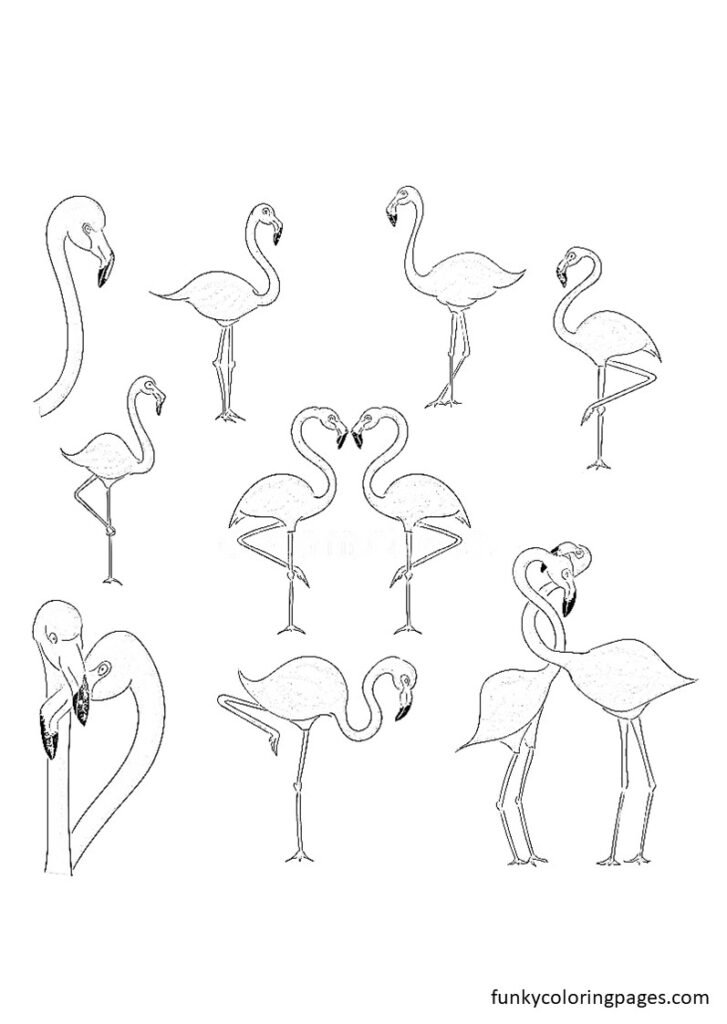 printable flamingo coloring page