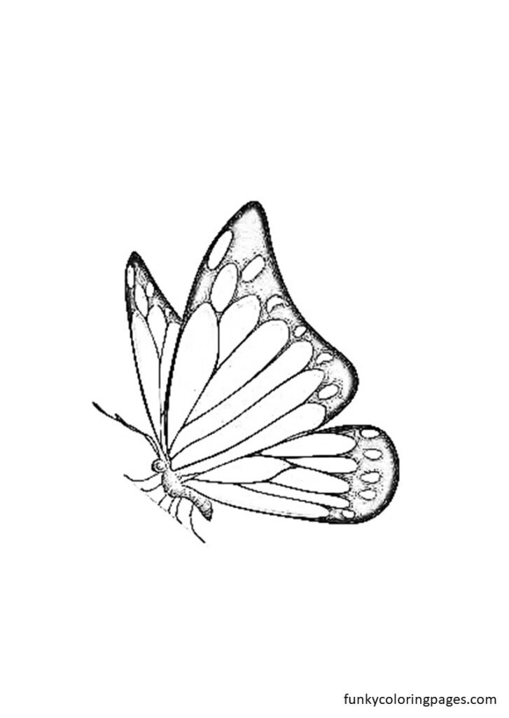 coloring pages butterfly